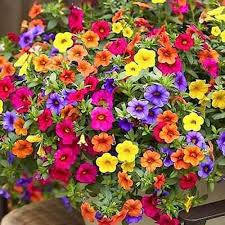 Hanging Petunia flower seeds