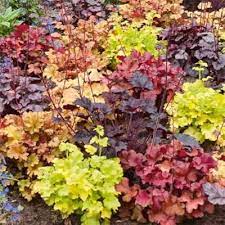 Heuchera Micrantha flower seeds