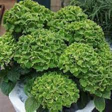 Dark Green flower seeds