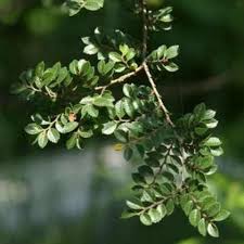 Green Eucalyptus flower seeds