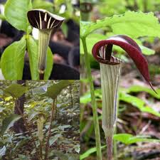 Green Arisaema flower seeds