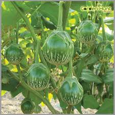 Thai Eggplant Seeds for Planting – Heirloom Non-GMO Garden Seeds