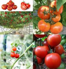 Zac Tomato Seeds for Planting – Heirloom Non-GMO Garden Seeds