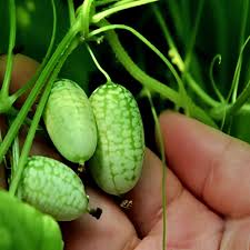 Cucamelon Seeds for Planting – Mexican Sour Gherkin Seeds