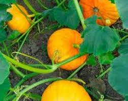 Yellow Pumpkin Seeds for Planting – Heirloom Garden Seeds
