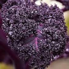 Red Radicchio Seeds