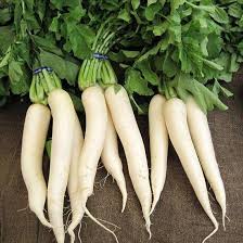 White Radish Seeds for Planting – Heirloom Non-GMO Garden Seeds