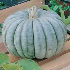 Zapallo Plomo Pumpkin Seeds