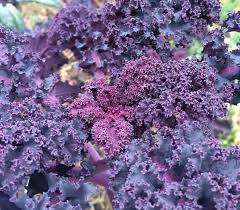 Red Radicchio Seeds for Planting – Heirloom Italian Garden Seeds