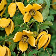 Yellow Clematis flower seeds