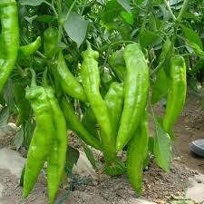 Chili Pepper Seeds