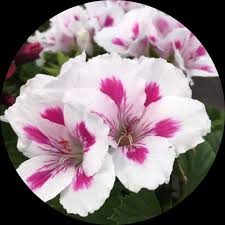 White Brown flower seeds