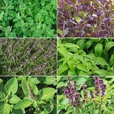 Basil Garden Herb Seeds for Planting – Heirloom Non-GMO Garden Seeds