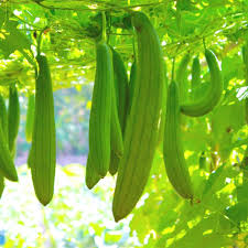 Luffa Sponge Gourd Seeds for Planting – Heirloom Garden Seeds