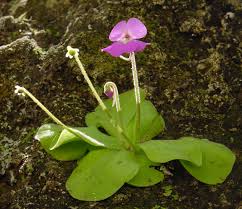 Pinguicula flower seeds