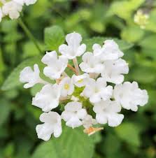 White Lantana flower seeds