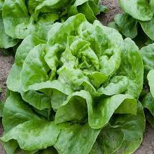 Bibb Lettuce Seeds
