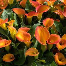 Orange Calla flower seeds