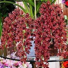 Dark Red flower seeds