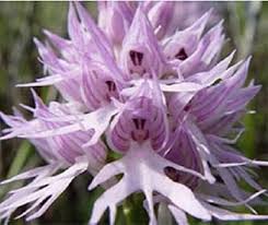 Purple Pyramid flower seeds