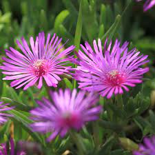 Lampranthus Roseus flower seeds