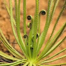 Drosophyllum Lusitanicum flower seeds