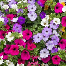 Petunia flower seeds