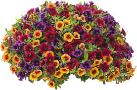 Superbells Petunia flower seeds