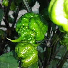 Carolina Reaper Pepper Seeds