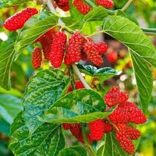 red mulberry seeds