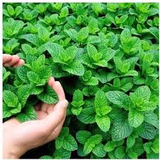 Water Mint Herb Seeds for Planting – Heirloom Non-GMO Garden Seeds