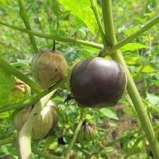 Purple Tomatillo Seeds for Planting – Heirloom Non-GMO Garden Seeds
