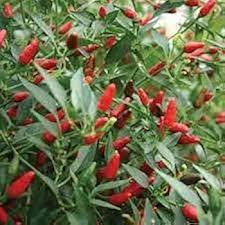 Chile Pepper Seeds