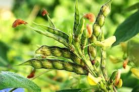 Jamaican Gungo Pea Seeds