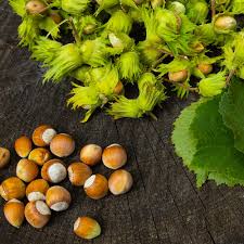 American Hazelnut Tree Seeds for Planting – Heirloom Non-GMO Garden Seeds