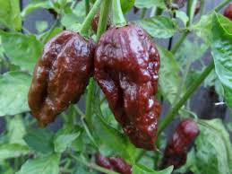 Chocolate Bhut Jolokia Pepper Seeds for Planting – Ghost Pepper Seeds