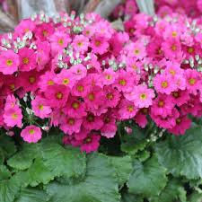 Multi Primula flower seeds