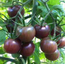 Chocolate Tomato Seeds