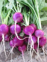 Purple Radish Seeds for Planting – Heirloom Garden Seeds