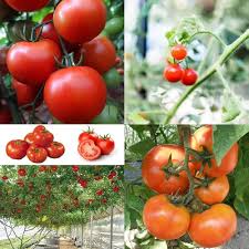 Beefmaster Tomato Seeds