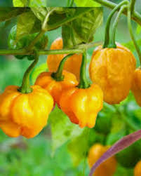 Carolina Reaper Pepper Seeds