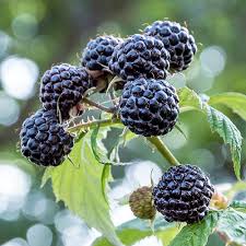 Black Raspberry Fruit Seeds for Planting – Heirloom Non-GMO Garden Seeds