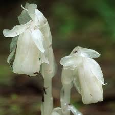 Monotropa Uniflora flower seeds