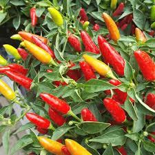 Pinto Bean Seeds for Planting – Heirloom Garden Seeds