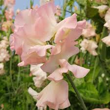 Baby Pink flower seeds