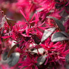 Red Loropetalum flower seeds