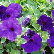 Blue Petunia flower seeds