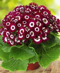 Burgundy Cineraria flower seeds