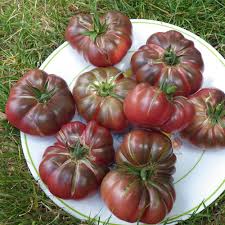 Maroon Tomato Seeds for Planting – Heirloom Garden Seeds