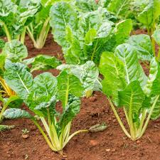 Green Swiss Chard Seeds